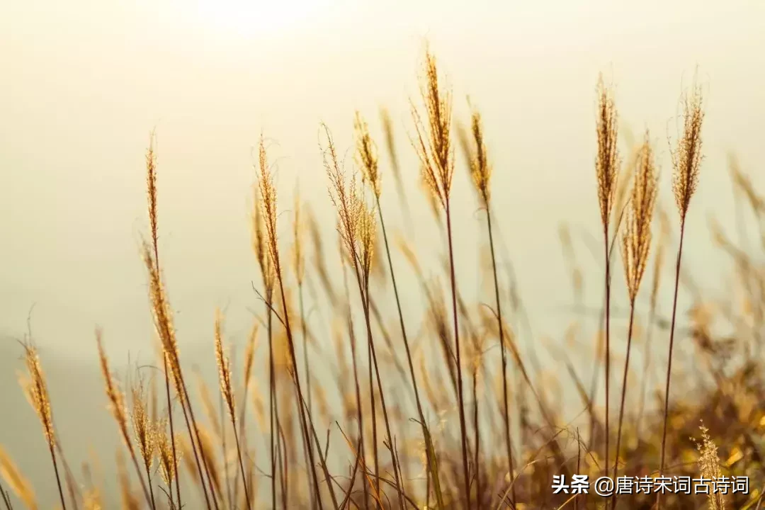 人面桃花的意思是什么（人面桃花的寓意启示）