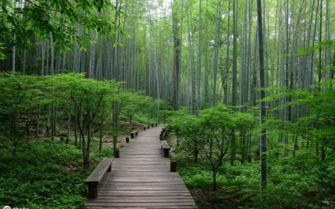 夏字开头的成语有哪些（夏字开头的唯美词语）