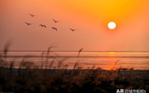 归雁杜甫其一翻译（归雁杜甫全文）