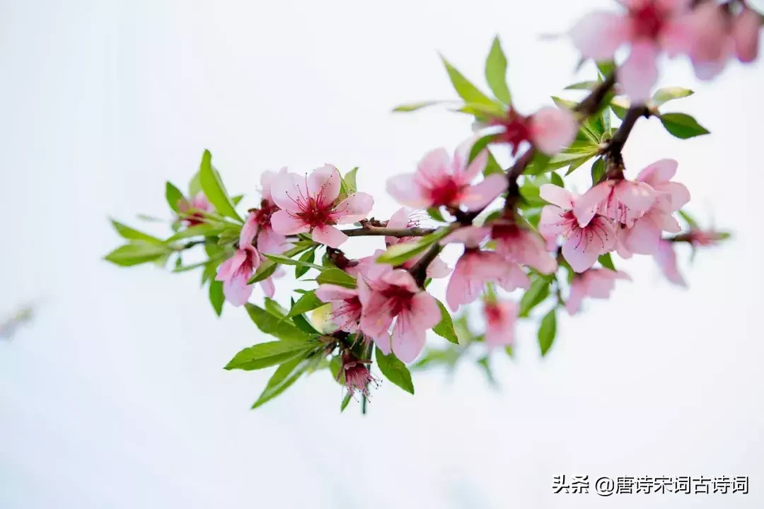 关于桃花最出名的诗句（赞美桃花的诗词绝句）