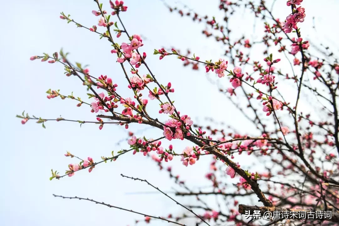 关于桃花最出名的诗句（赞美桃花的诗词绝句）