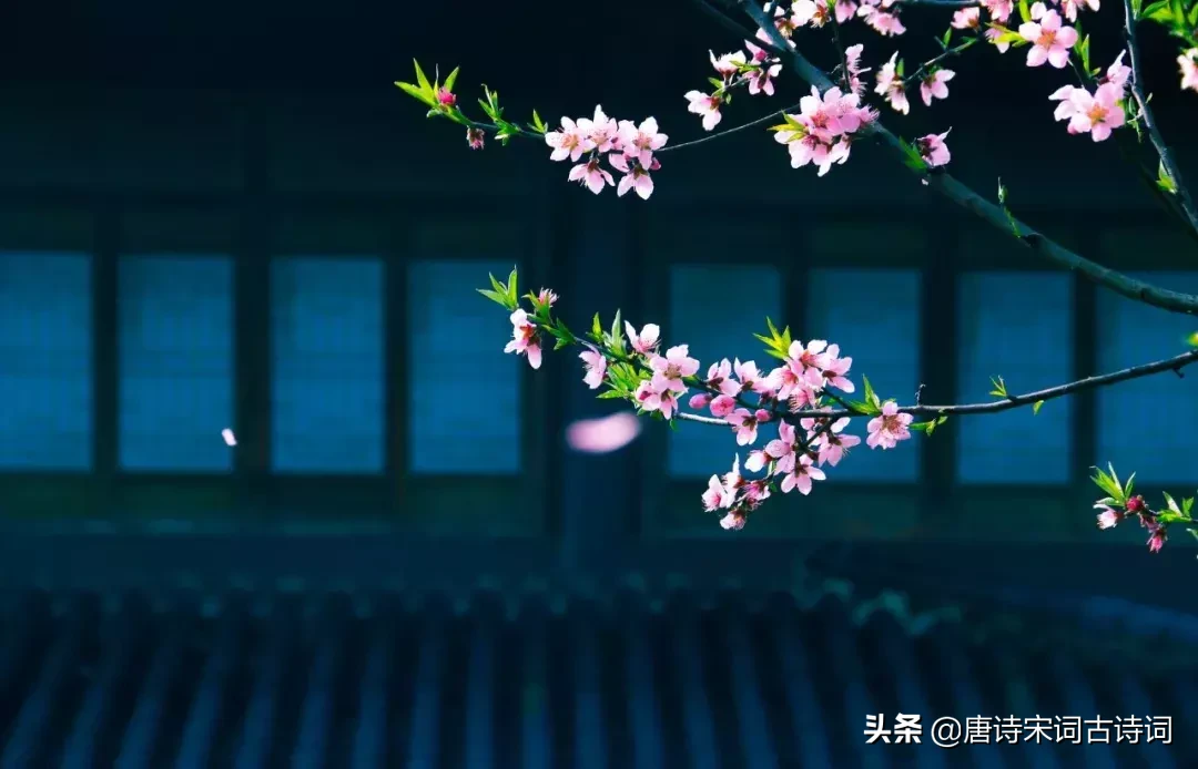 关于桃花最出名的诗句（赞美桃花的诗词绝句）