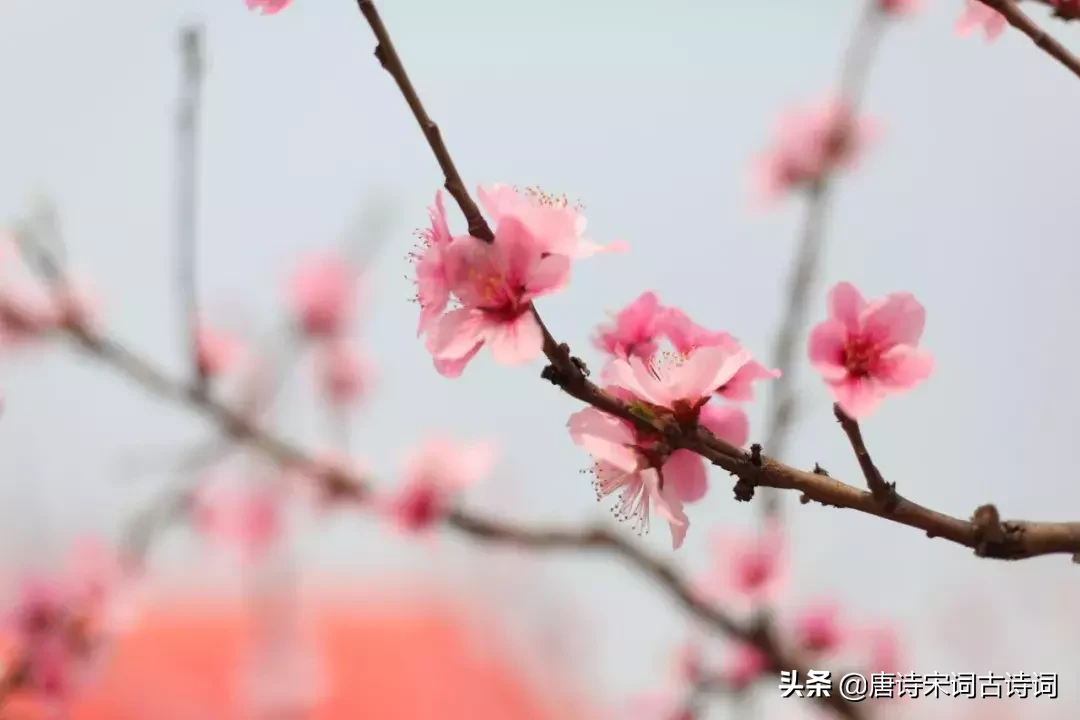 关于桃花最出名的诗句（赞美桃花的诗词绝句）