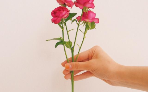 描写心情好的句子（描写心情好的唯美段落）