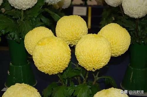 经典秋菊古诗五言（最动人的菊花诗分享）