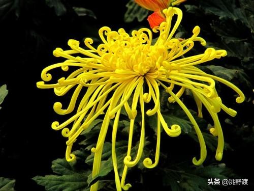 经典秋菊古诗五言（最动人的菊花诗分享）