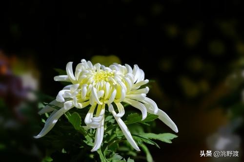 经典秋菊古诗五言（最动人的菊花诗分享）