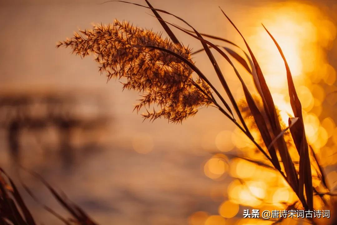 描写秋天的语句摘抄（关于描写秋天的优美诗词）