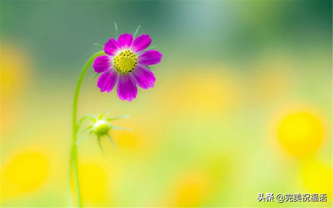 关于向日葵的唯美句子（抖音很火的向日葵文案）