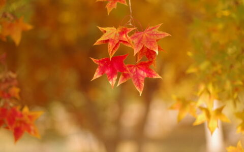 形容秋天的句子唯美（关于秋天的唯美句子）
