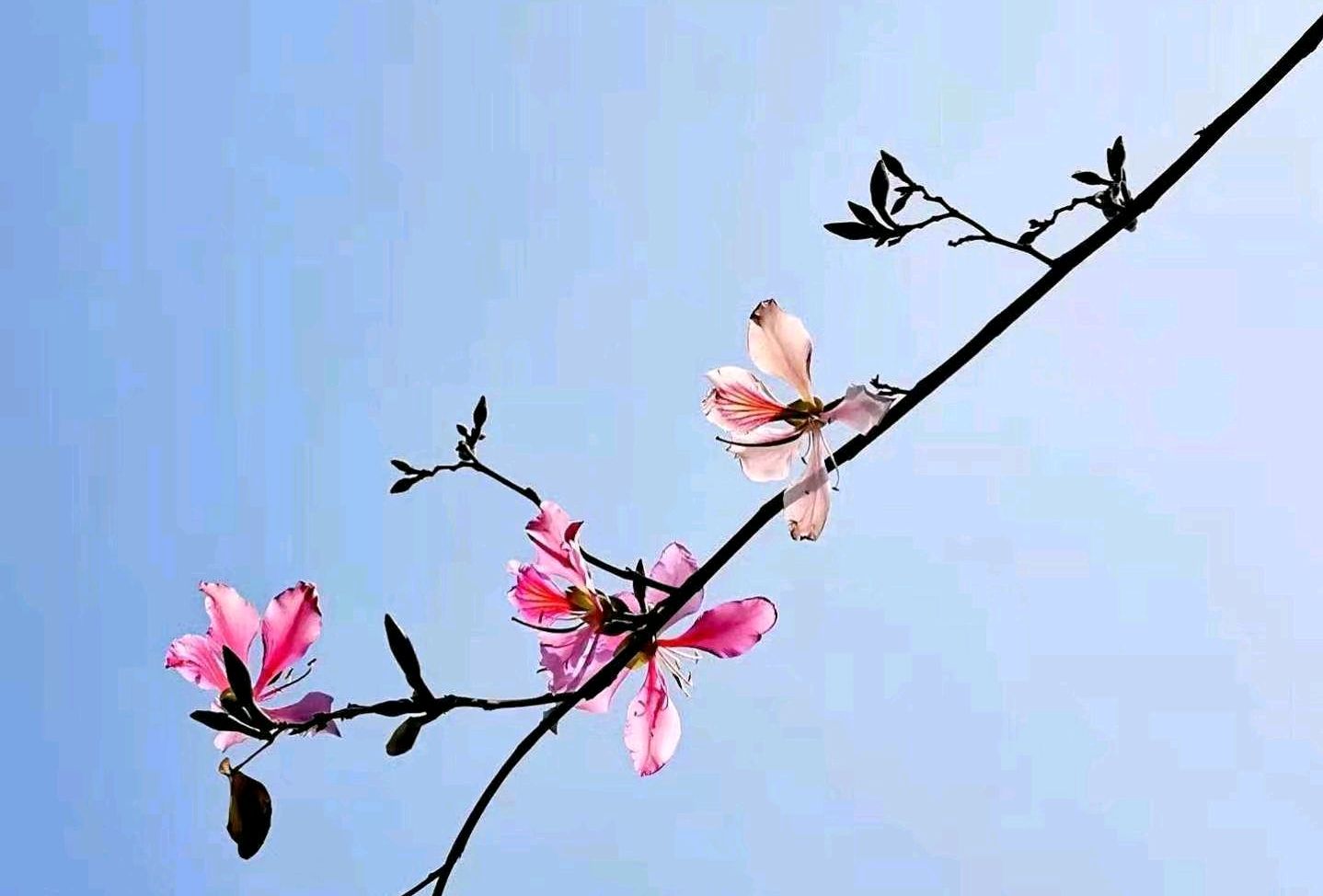 春天阳光的优美句子（描写春天阳光的优美段落）