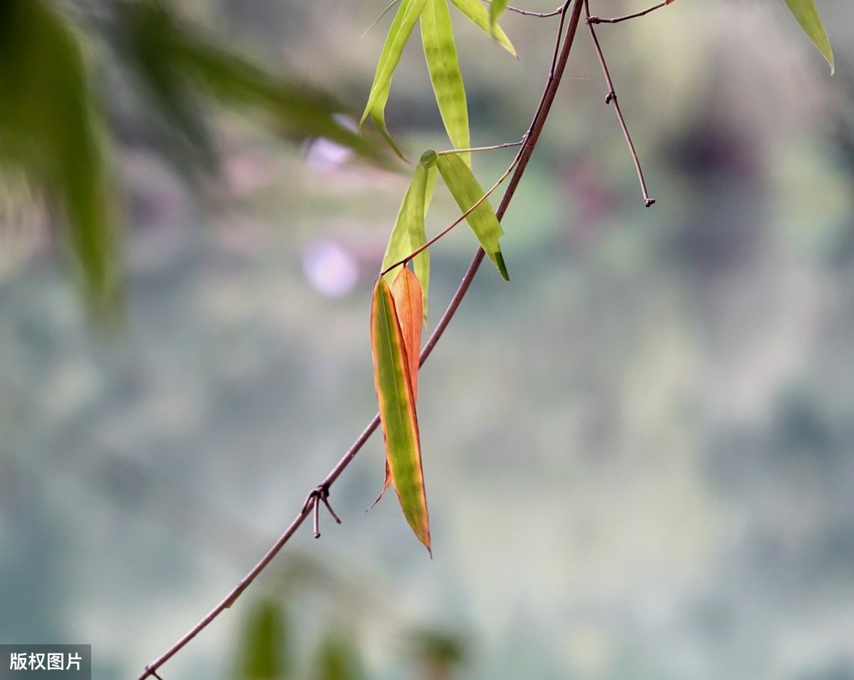 关于饮茶的诗句（悠闲自在饮茶的诗词）