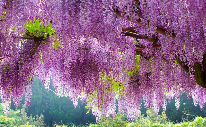 描写花的优美句子短句（朋友圈晒花的经典句子）