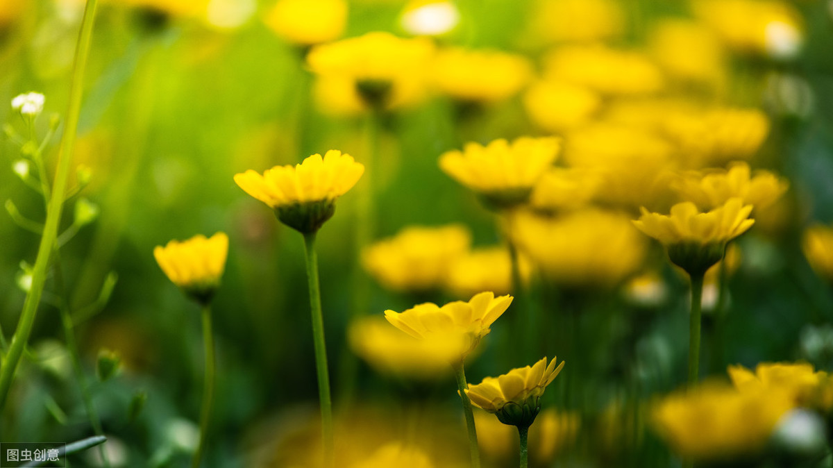 余秀华的诗10首（余秀华最感人的10首诗）