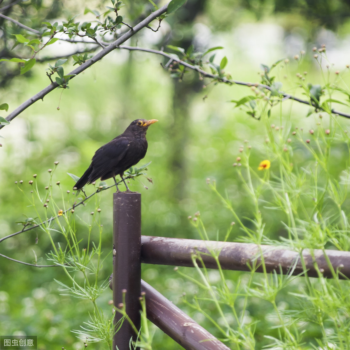 余秀华的诗10首（余秀华最感人的10首诗）