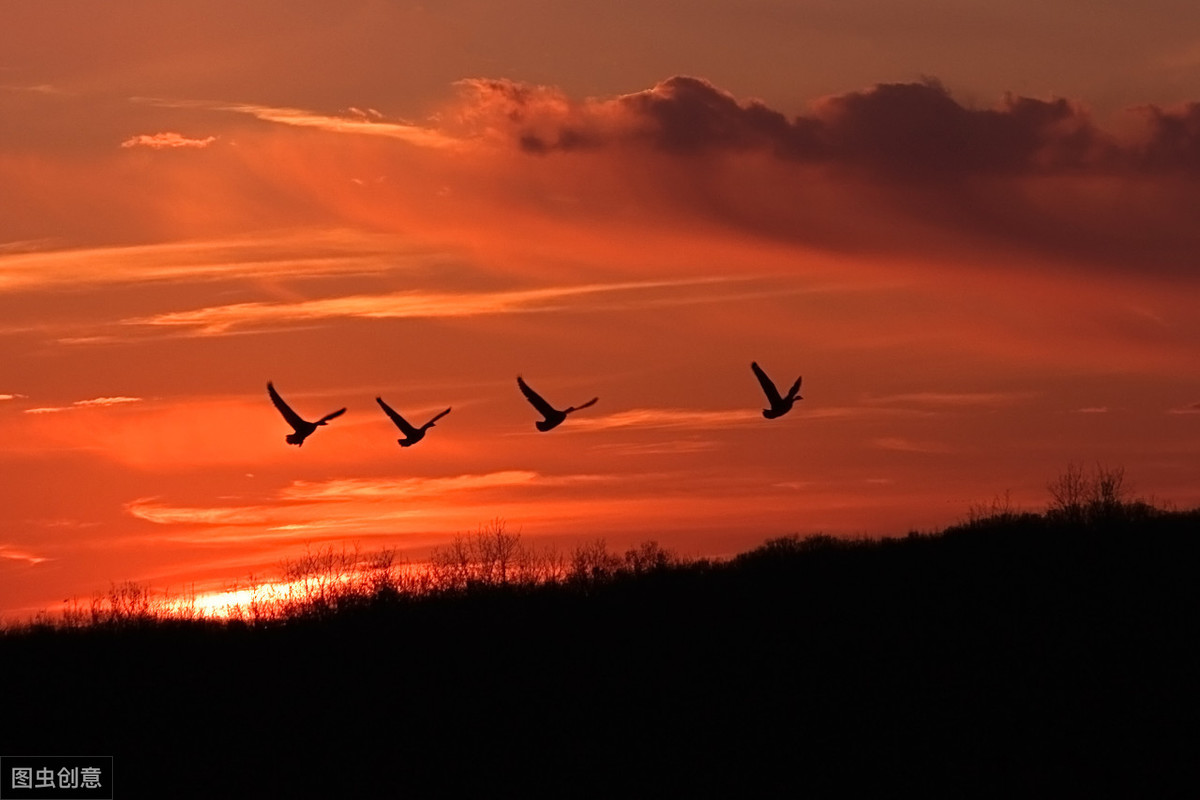 余秀华的诗10首（余秀华最感人的10首诗）