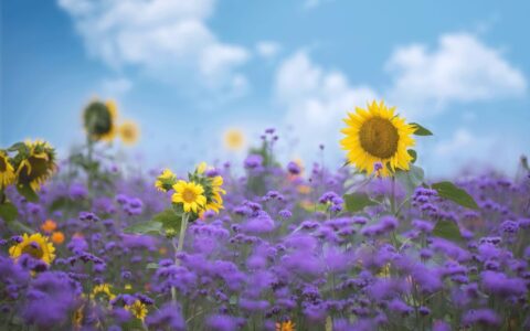 形容奋斗的诗词（奋斗励志的句子名言）