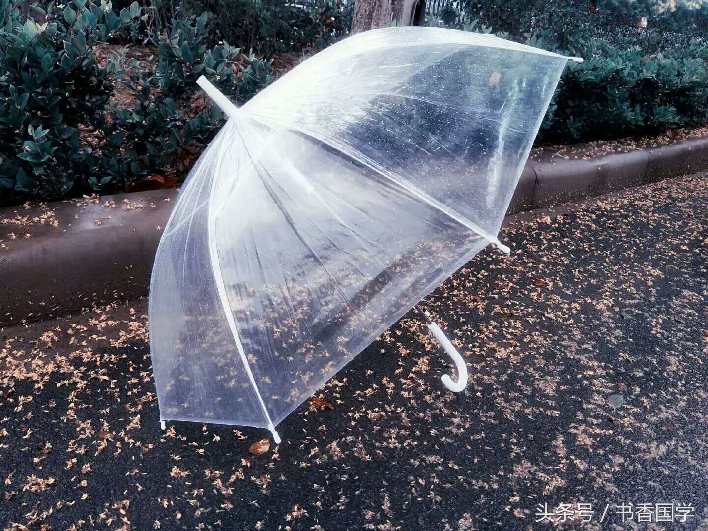 关于雨的诗句唯美（关于雨的唯美句子简短）
