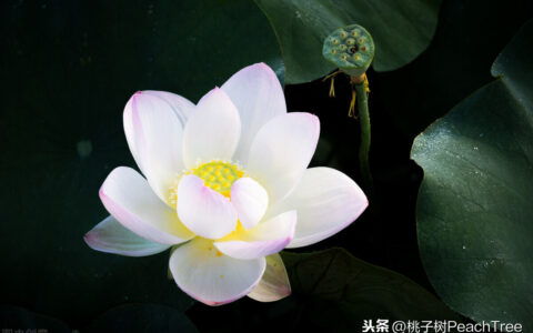 古诗池上的解释译文（池上重点知识归纳）