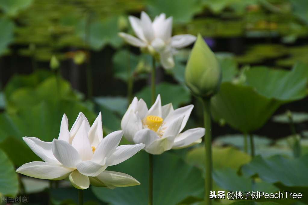 古诗池上的解释译文（池上重点知识归纳）