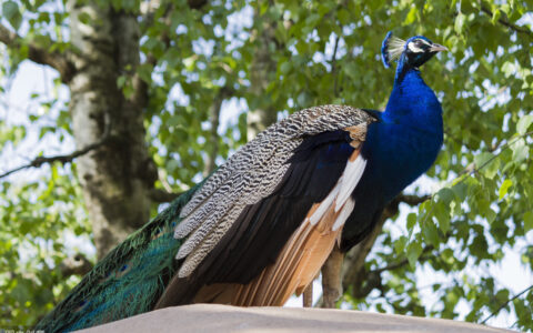 描写孔雀的诗句有哪些(赞美孔雀的9首简短诗句）
