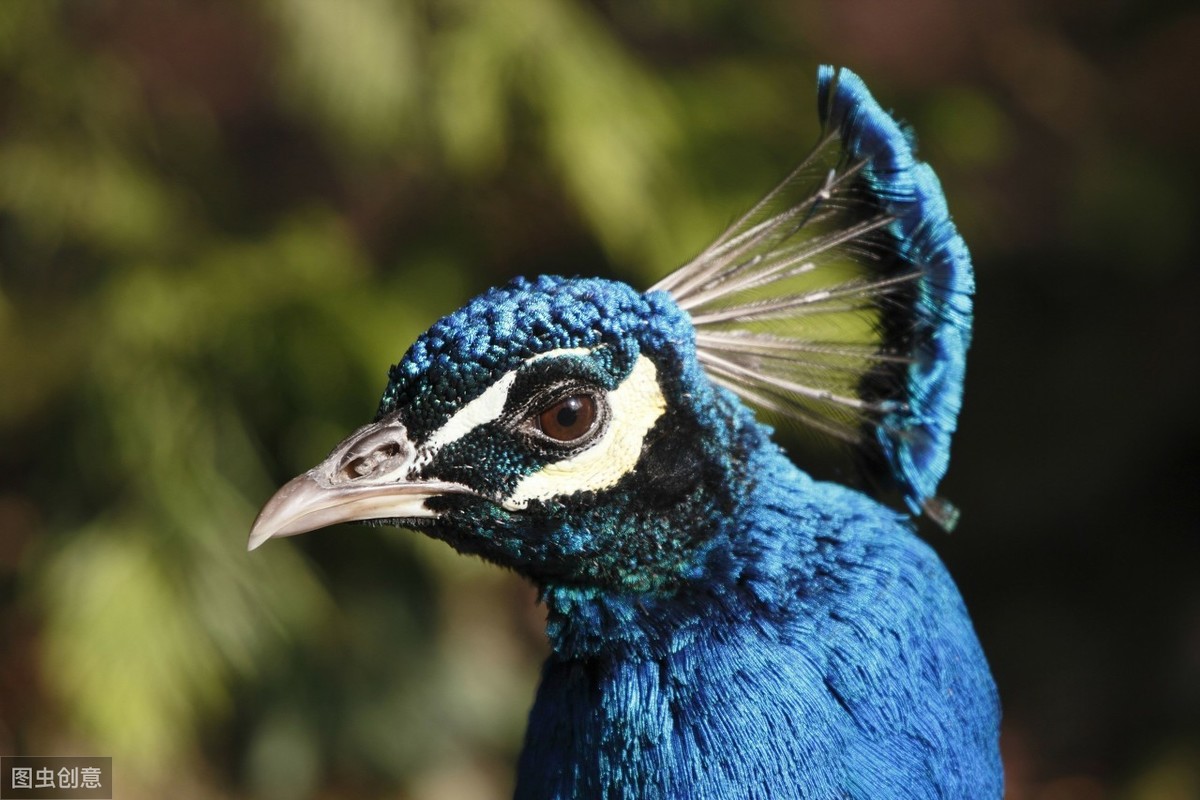 描写孔雀的诗句有哪些(赞美孔雀的9首简短诗句）