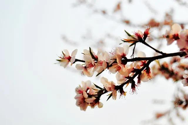 玉楼春宋祁赏析（古诗玉楼春春景）