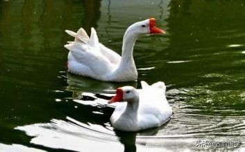 描写儿童的古诗大全100首（小学必背的100首古诗）