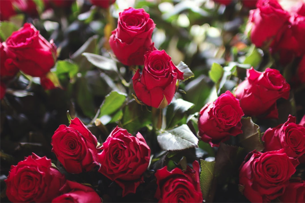 送闺蜜生日快乐简短祝福语句（40条生日祝福语说说）