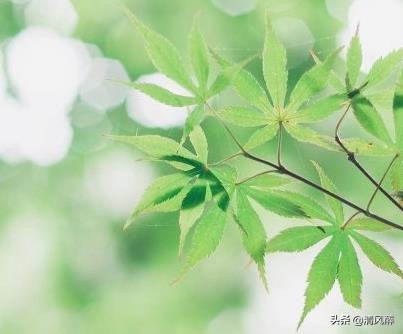 樱花唯美句子简短（关于樱花的浪漫诗词）