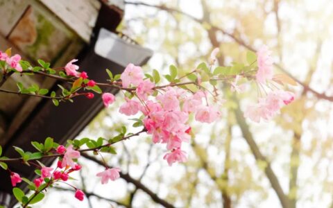 关于桃花的诗句有哪些（精选这6首唯美桃花诗）