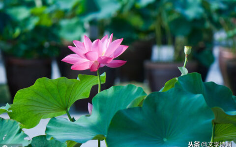 苏幕遮周邦彦翻译及原文（关于苏幕遮全文鉴赏）