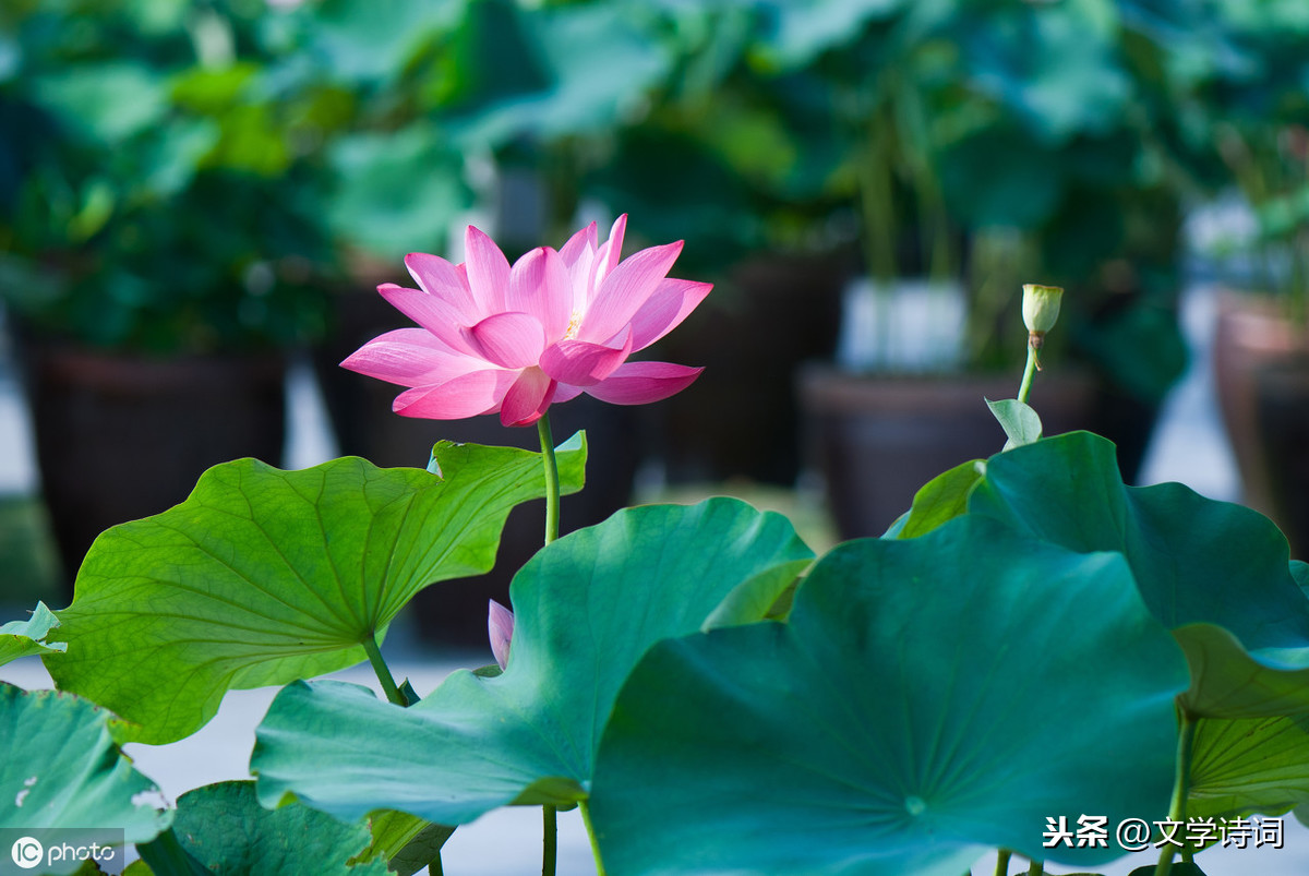 苏幕遮周邦彦翻译及原文（关于苏幕遮全文鉴赏）