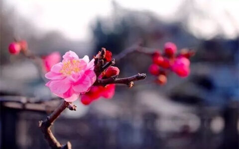 瀑布古诗有哪些（赞美瀑布的诗句欣赏）