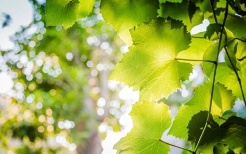 有关夏天的诗句有哪些（60首赞美夏天的诗句）