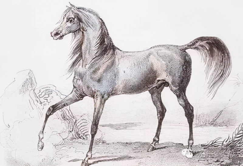 房兵曹胡马杜甫全诗翻译（房兵曹胡马古诗赏析）