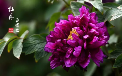 牡丹诗句经典名句（赞美牡丹的古诗分享）