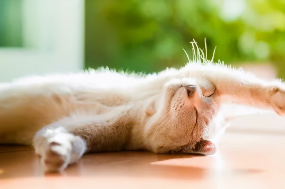 沐浴阳光优美的句子（沐浴阳光正能量的句子）