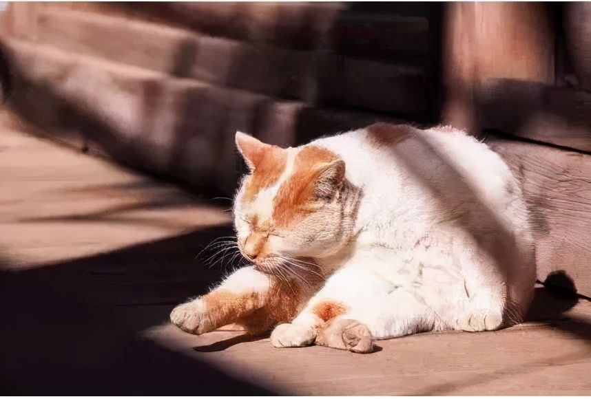 沐浴阳光优美的句子（沐浴阳光正能量的句子）