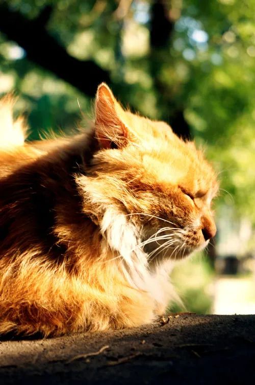 沐浴阳光优美的句子（沐浴阳光正能量的句子）