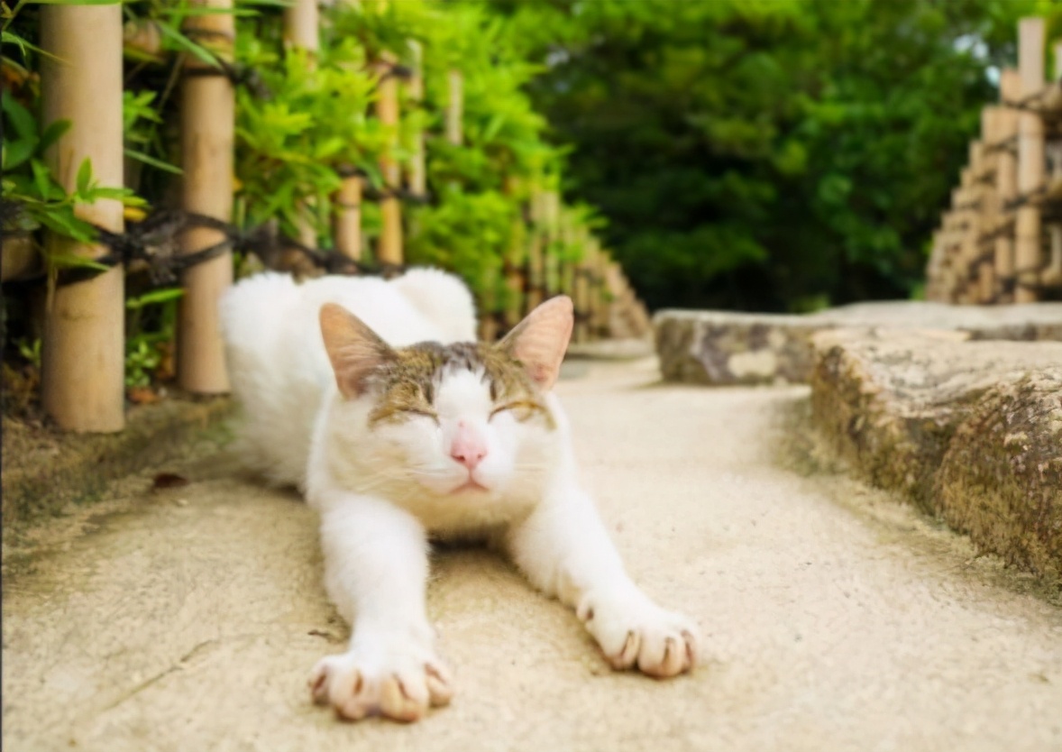 沐浴阳光优美的句子（沐浴阳光正能量的句子）