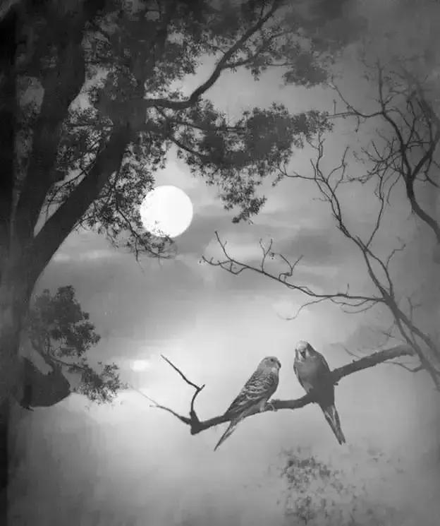 情人怨遥夜什么意思（望月怀远古诗词赏析）