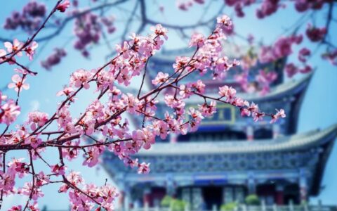 有关春天的诗句有哪些（描写春天的优美诗句大全）