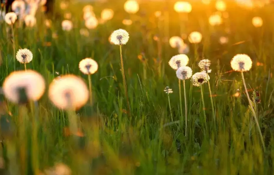 描写风的诗句有哪些（描写风比较有诗意的句子）