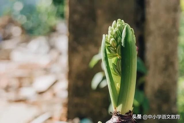 小石潭记的翻译和原文（小石潭记课文解析）