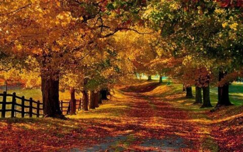 关于感情的文章（情感语录热门素材文案）