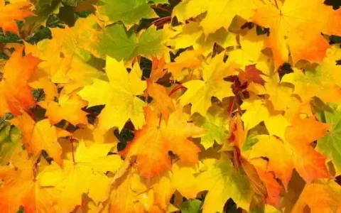 秋天何其芳（秋天何其芳原文及解析）