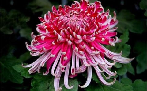 关于菊花的古诗有哪些（描写菊花的古诗名句）