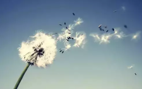 写风的诗句唯美（关于风的唯美句子简短）