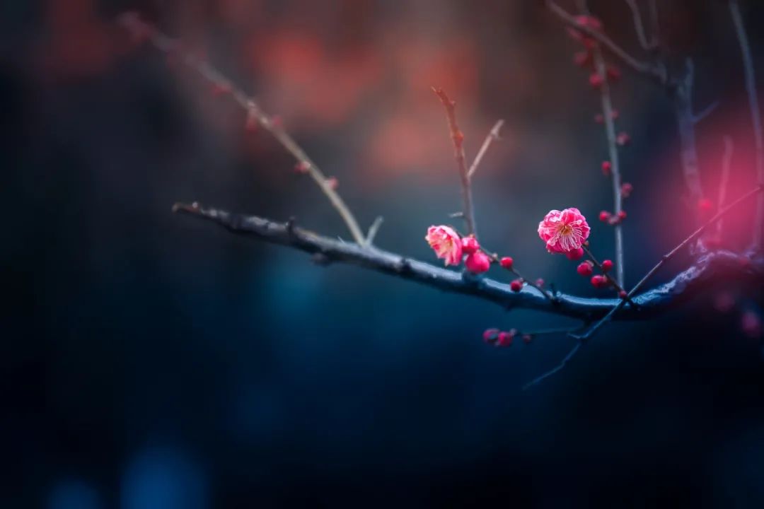 王安石的古诗有哪些（王安石最有名的十首诗）